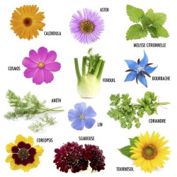 Coffret de graines papillons & abeilles