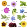 Coffret de graines papillons & abeilles
