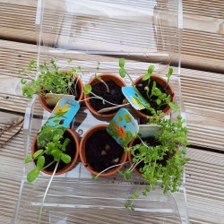 Mini serre 6 pots