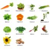 24 sachets de graines