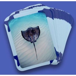 Flashcards Mers & océans